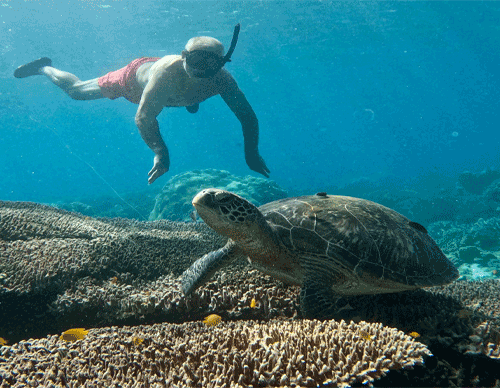 Siquijor Turtles